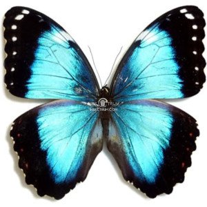 MORPHO HELENOR ACHILLAENA